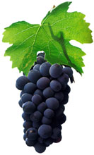 Pinotage - famous South African grape